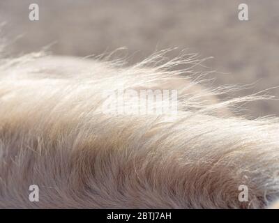 Kurze weiße Pferdemähe bei leichtem Wind. Individuelle Rosshaar mit Sonnenreflexen. Stockfoto