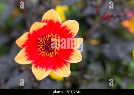 Gaillardia pulchella das Feuerrad in Nahaufnahme Stockfoto
