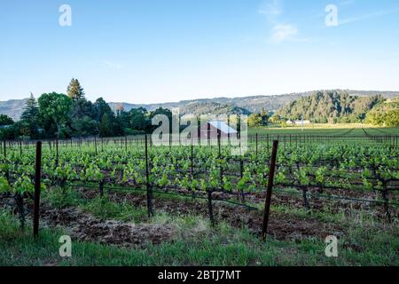 Montagu Wines, Montagu Wines ist ein Boutique-Weingut, das sich der Präsentation von Weinen aus einigen der besten Weinberge im Napa Valley und Sonoma widmet. Stockfoto