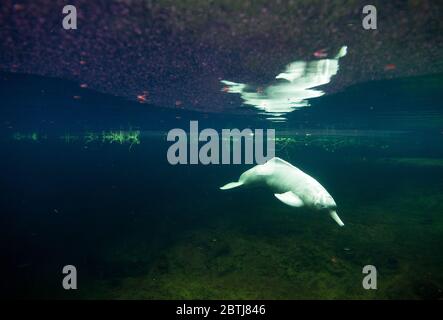 Der Amazonas-Flussdelfin (Inia geoffrensis), auch als boto, bufeo oder rosa Flussdelfin bekannt Stockfoto