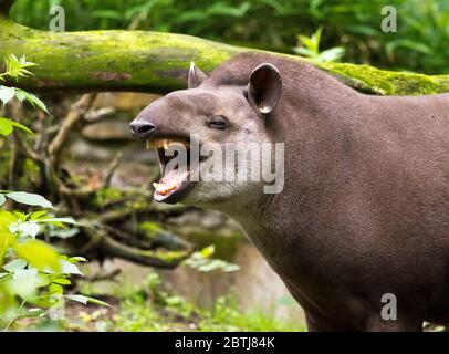 Südamerikanisches Tapir (Tapirus terrestris), auch bekannt als brasilianisches Tapir Stockfoto
