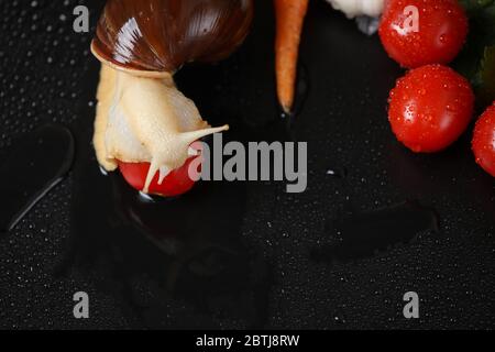 Große Achatina Schnecke nah oben unter den Wassertropfen in einem schwarzen Hintergrund. Schnecke mit Gemüse auf einem schwarzen Tisch. Stockfoto