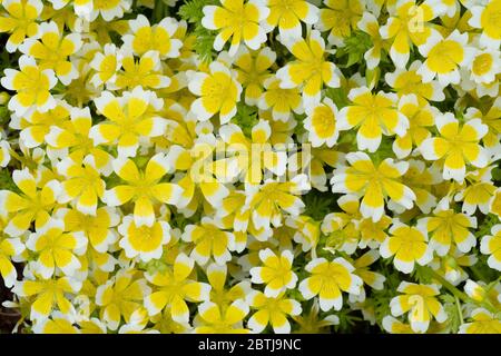 Douglas's Meadowfoam (Limnanthes douglasii) einheimische Blüten des pazifischen Nordwestens, auch bekannt als 'pochierte Eierblume' Stockfoto
