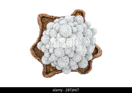 Isoliert Bild von oben Weiße Kastas in Tontöpfen auf weißem Hintergrund mit Beschneidungspfad. Stockfoto