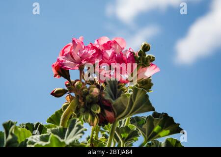 Geranium Bunny Erdbeer Eis wächst in einem Country Garden. Stockfoto