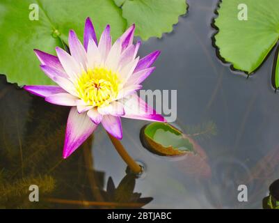 Lila Lotusblüten, gelbe Staubblätter in den Lila Lotusblüten, gelbe Staubblätter im Lotusteich während des Tages. lotusteich während des Tages. Stockfoto