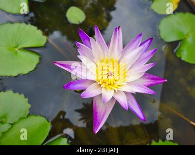 Lila Lotusblüten, gelbe Staubblätter in den Lila Lotusblüten, gelbe Staubblätter im Lotusteich während des Tages. lotusteich während des Tages. Stockfoto