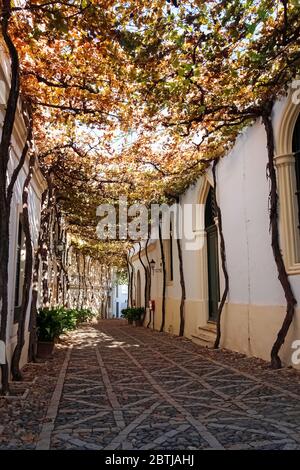 Alte Rebe mit gelben Blättern in der engen weißen Straße Stockfoto