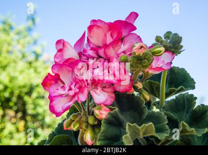 Geranium Bunny Erdbeer Eis wächst in einem Country Garden. Stockfoto