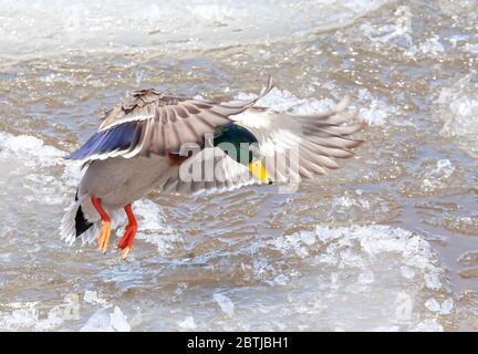 Männliche Stockente drake kommt an den Ottawa Fluss in Kanada zu landen Stockfoto