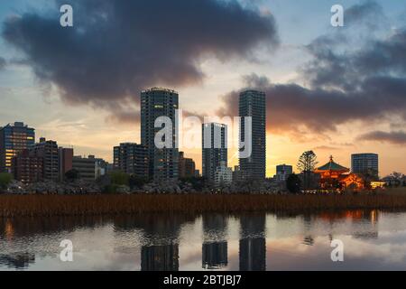 tokio, japan - märz 30 2020: Sonnenuntergang über den getrockneten Stengellotusblumen und Ueno Wolkenkratzern, die sich im Teich des Kaneiji-Tempels mit dem beleuchteten O spiegeln Stockfoto