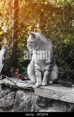Graue Straßenkatze sitzt neben einem Maschenzaun auf einem Stein, sieht beiseite. Streunende Katze. Stockfoto
