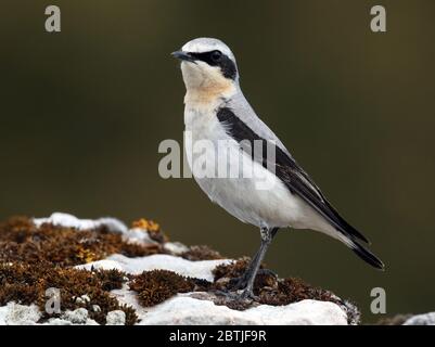 Nördliches Ährchen, Oenanthe oenanthe auf Stein stehend Stockfoto