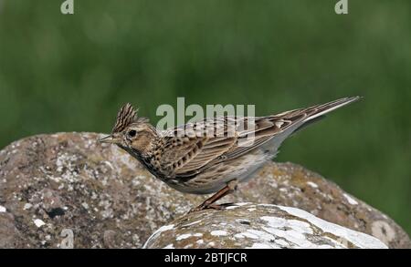 Eurasische Feldlerche, Alauda arvensis, auf Stein sitzend Stockfoto