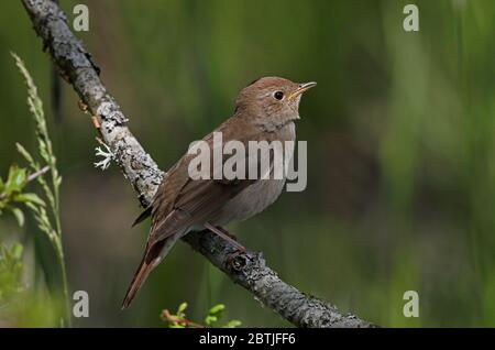 Soor Nightingale, sitzt auf dem Zweig Stockfoto