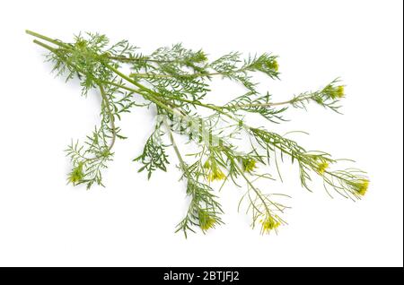 Descurainia oder Tansymustarde auf weißem Hintergrund isoliert. Stockfoto