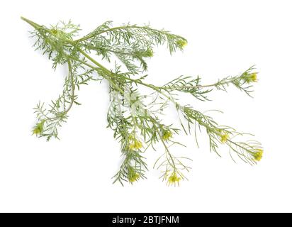 Descurainia oder Tansymustarde auf weißem Hintergrund isoliert. Stockfoto