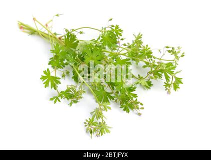 Geranium sylvaticum Holzschnabel, Waldgeranie. Isoliert Stockfoto