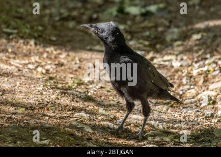 Neu flügge Jackdaw (Corvus monedula), der am Boden entlang läuft Stockfoto