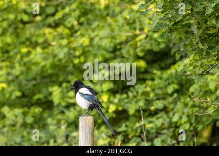 Gewöhnliche Elster auf einem hölzernen Pfosten Stockfoto