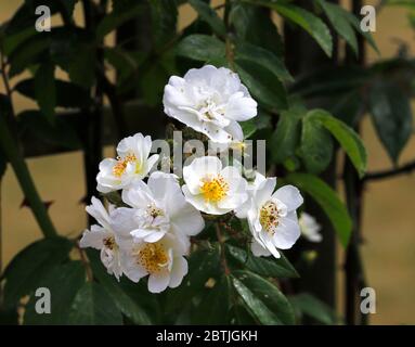 Ein Blütenhaufen von einem Rosa Rambling Rektorin Rambling stieg in einem englischen Garten auf. Stockfoto
