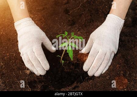 Landwirt Pflanzen junge Setzlinge von Tomatenpflanze im Gemüsegarten im Sonnenuntergang Licht. Vintage-Look. Konzept Landwirtschaft und Landwirtschaft. Stockfoto