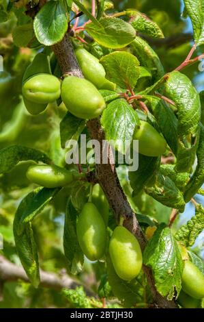 Frucht entwickelt sich auf Pflaumenbaum, Prunus domestica 'Burbank Giant Prune' im Mai, vor Juni Tropfen. Stockfoto