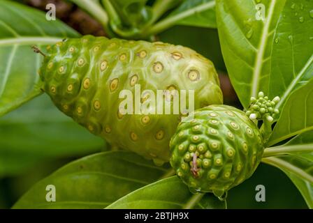 Nahaufnahme einer Noni-Frucht mit Blüte auf einem Baum auf Tuamotu Island, Französisch-Polynesien. (morinda citrifolia) Stockfoto