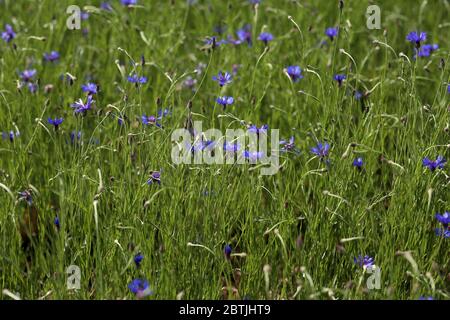 Im Sommerfeld wächst eine Menge blauer Kornblumen Stockfoto