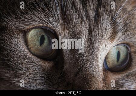 Thema Domestizierte Tiere. Haus Katze Augen Detaillierte Nahaufnahme Makro Foto. Die Katze Felis Catus ist eine heimische Art von kleinen fleischfressenden Säugetieren. Stockfoto