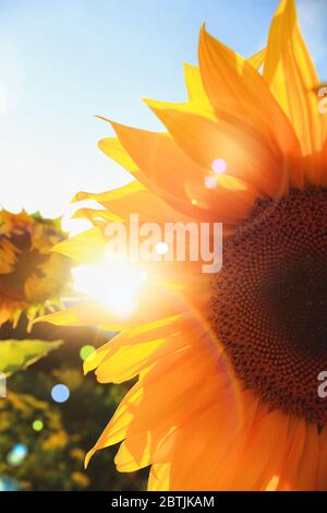 Schöne Sonnenblumenblüte am Himmel im Abendlicht des Sommeruntergangs. Sonnenstrahlen und Regenbogen durch die Blütenblätter. Natürlicher Hintergrund. Kopiervorgang Stockfoto