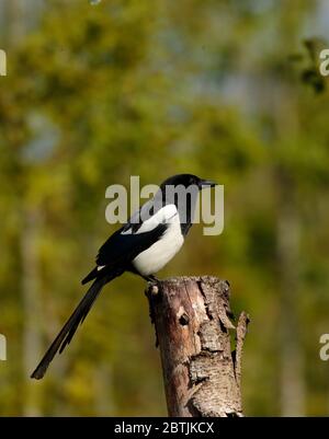 Elster Stockfoto