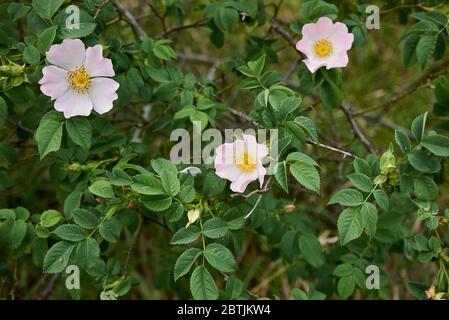 Rosa canina rosa Blütenstand Stockfoto