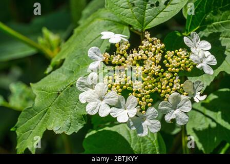 Wacholderrose / Schneeballbaum / Europäischer Kranzbusch / Wasserelder (Viburnum opulus), Nahaufnahme von weißen Blüten und Blättern Stockfoto