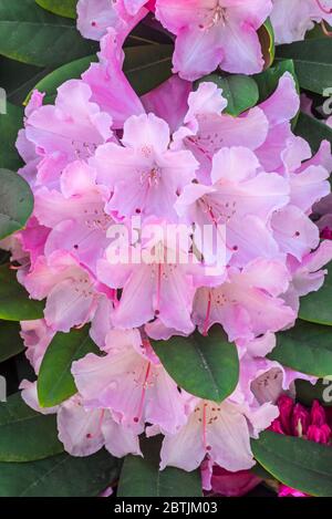 Rhododendron Comte du Parc / Rhododendron yakushimanum Conte du Parc, Nahaufnahme von rosa Blüten im Frühjahr Stockfoto