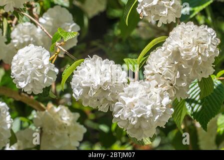 Viburnum plicatum Thunbergs Original / Viburnum tomentosum steril, Nahaufnahme weißer Blüten im Frühjahr Stockfoto