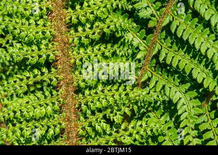 Polystichum setiferum proliferum, Nahaufnahme von immergrünen weichen Schildfarn Sorte im Frühjahr Stockfoto