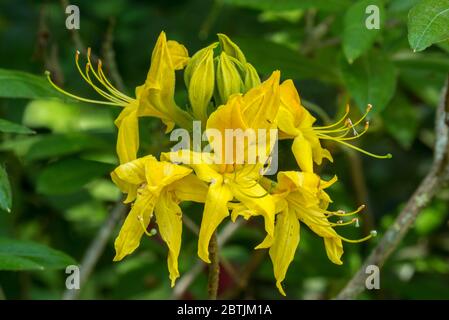 Rhododendron Marlies / Knap Hill-Exbury Azalea, Nahaufnahme von gelben Blüten im Frühjahr Stockfoto