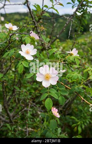 Rosa canina rosa Blütenstand Stockfoto