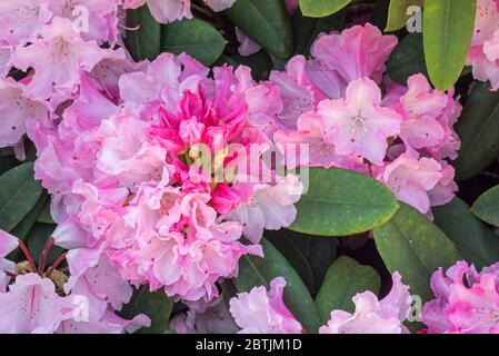 Rhododendron Comte du Parc / Rhododendron yakushimanum Conte du Parc, Nahaufnahme von rosa Blüten im Frühjahr Stockfoto