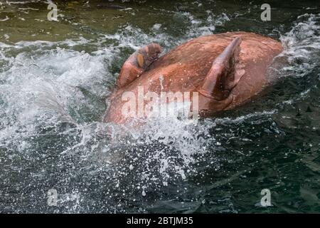 Walross (Odobenus rosmarus), der Vorderflossen auslegt, bevor er unter dem Bauch nach hinten taucht Stockfoto