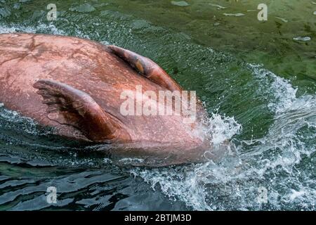 Walross (Odobenus rosmarus), der Vorderflossen auslegt, bevor er unter dem Bauch nach hinten taucht Stockfoto