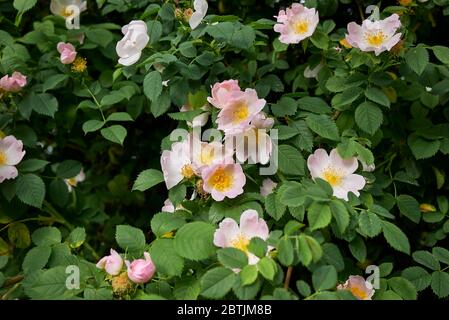 Rosa canina rosa Blütenstand Stockfoto