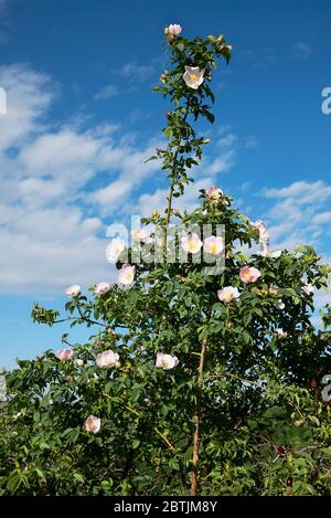 Rosa canina rosa Blütenstand Stockfoto