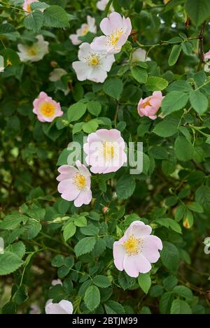Rosa canina rosa Blütenstand Stockfoto