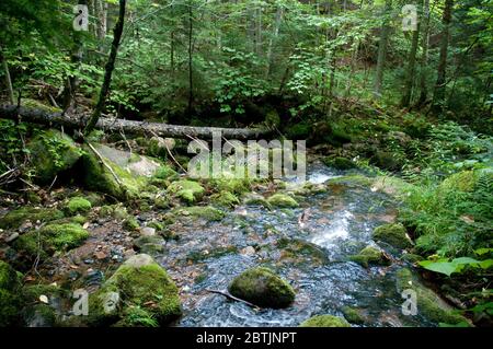 Ein Fluss und ein Moos Laubwald im Mont Megantic Nationalpark in der Nähe von Notre Dame des Bois in Estrie, Appalachia, Eastern Townships, Quebec, Kanada. Stockfoto