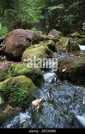 Ein Fluss und ein Moos Laubwald im Mont Megantic Nationalpark in der Nähe von Notre Dame des Bois in Estrie, Appalachia, Eastern Townships, Quebec, Kanada. Stockfoto