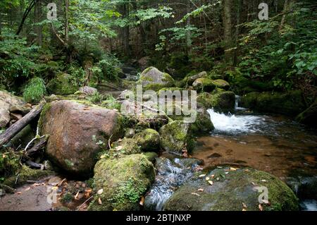 Ein Fluss und ein Moos Laubwald im Mont Megantic Nationalpark in der Nähe von Notre Dame des Bois in Estrie, Appalachia, Eastern Townships, Quebec, Kanada. Stockfoto