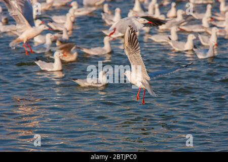 Eine riesige Schar von Zugvögeln (Möwen und Terns) wimmelt Lakhota See im Winter in Jamnagar (Gujarat, Indien) Stockfoto