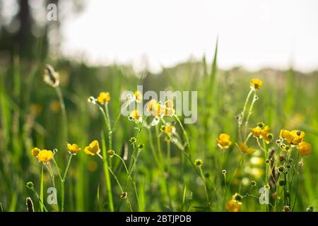 Niedriger Blickwinkel in einer gelb blühenden Butterblume Blumenwiese im Sonnenlicht während der goldenen Stunde. Ranunculus blühen auf einem Feld an einem sonnigen Tag. Stockfoto
